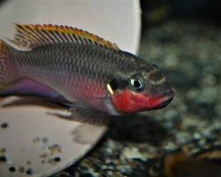 Pelvic. Taen. Nigeria Red S