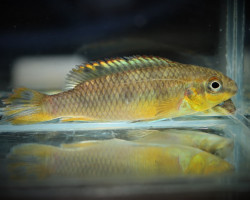 Pelvicachromis Pulcher Ndonga M