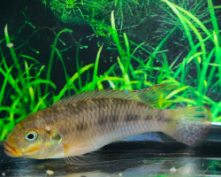 Pelvicachromis Kribensis Muyuka M