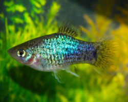 Platy Neon Blue Spotted M