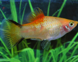Platy Neon Victory Yellow M