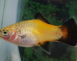 Platy Wagtail Yellow L