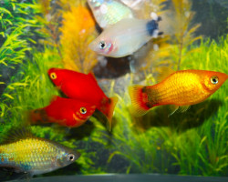 Platy White Red Top Mickey S