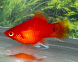 Plati Coral Red M