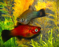 Platy  Wagtail Mix M
