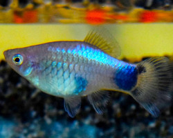 Platy Blue Mickey L