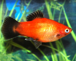 Platy Gold Wagtail S/M