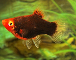 Platy Coral Black S/M