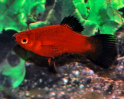 Platy Wagtail Red M