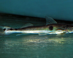 Platystomatichthys Sturio L
