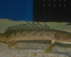 Polypterus Endlercheri Congicus Xl