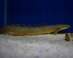 Polypterus Senegalus M/L
