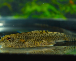 Sewellia Speciosa M