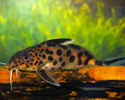 Synodontis Multipunctatus S/M