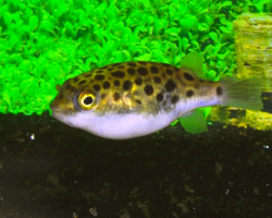 Dichotomyctere Nigroviridis S