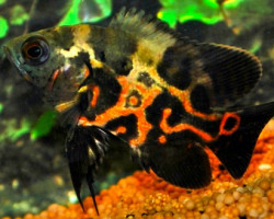 Astronotus Ocellatus S