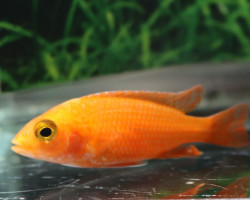 Aulonocara Gold S