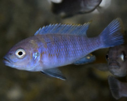 Cynotilapia Afra Edwardi Cobue S/M