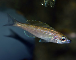 Cyprichromis Leptosoma Utinta L