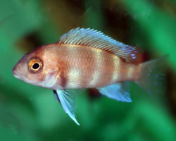 Cyphotilapia Frontosa Red M
