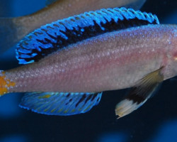 Cyprichromis Leptosoma Chituta Neon S