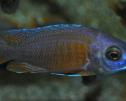 Hapl./Copadichromis Azureus S/M