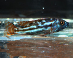 Nimbochromis Fuscotaeniatus S