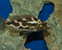 Hapl./Nimbochromis Livingstonii S
