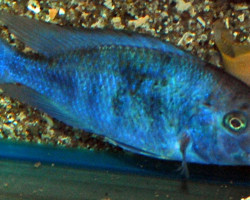 Cyrtocara Moorii L