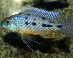 Protomelas Spilonotus S