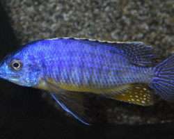 Protomelas Taeniolatus Blue/Gold L