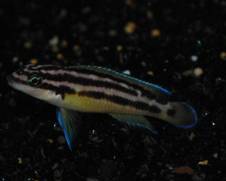 Julidochromis Ornatus S