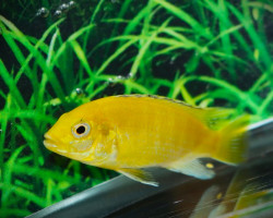 Labidochromis Caeruleus M