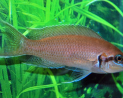 Lamp./Neolamprologus Brichardi M