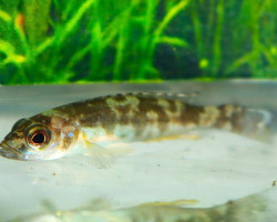 Lepidiolamprologus Attenuatus  M