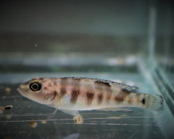 Lepidiolamprologus Meeli M