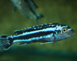 Melanochromis Cyaneorhabdos  S