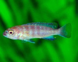 Pseudotr. Flavus M