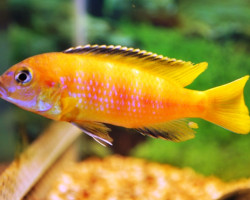 Pseudotr. Saulosi M