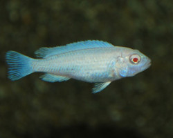 Pseudotropheus Socolofi Albino S