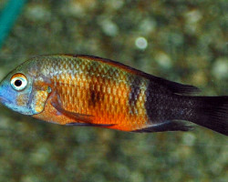 Tropheus Moorii Bemba L