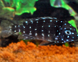 Tropheus Duboisi Maswa M