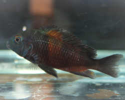 Tropheus Moorii Bulu Point S