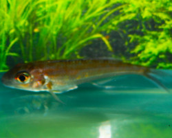 Xenotilapia Bathyphilus Burundi Blue Lips M