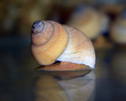 Filopaludina Martensi M
