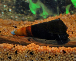 Faunus Sp. Bicolor M