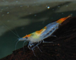 Neocaridina Tiwarii M