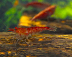 Caridina Denticulata Sinensis S