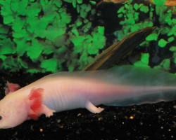 Ambystoma Mexicanum  White (Eu-Bred) M