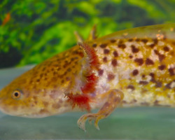 Ambystoma Mexicanum Copper L